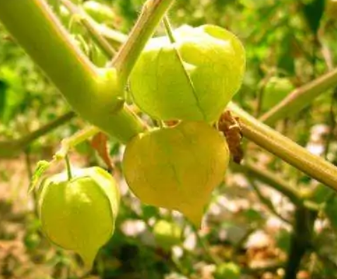 灯笼果(茄科酸浆属植物)