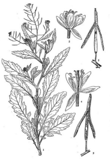 蔊菜(十字花科蔊菜属植物)