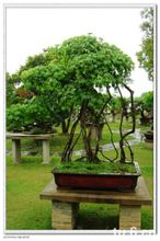 榕树盆景(以观赏榕树的树桩及根茎叶形态做成的盆栽)