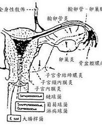 妇科用药(妇科类药物统称)