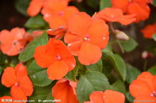 非洲凤仙(凤仙花科凤仙花属植物)