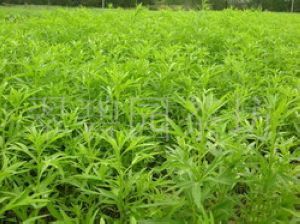蒌蒿(菊科蒿属植物)