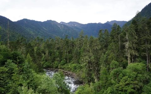 亚热带常绿阔叶林(森林群落)