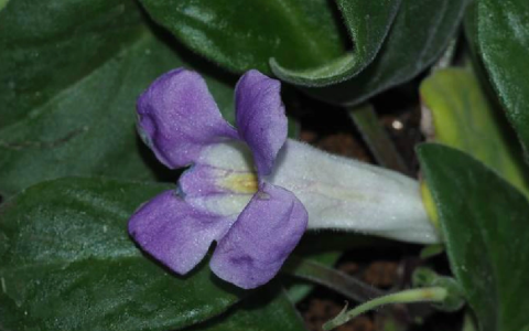 牛耳朵(苦苣苔科唇柱苣苔属植物)