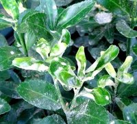大叶黄杨白粉病(植物疾病)