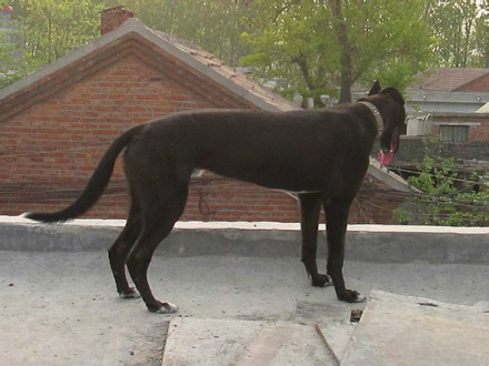 格力犬(世界上奔跑速度最快的狗)