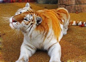虎(大型猫科动物、国家一级保护动物)