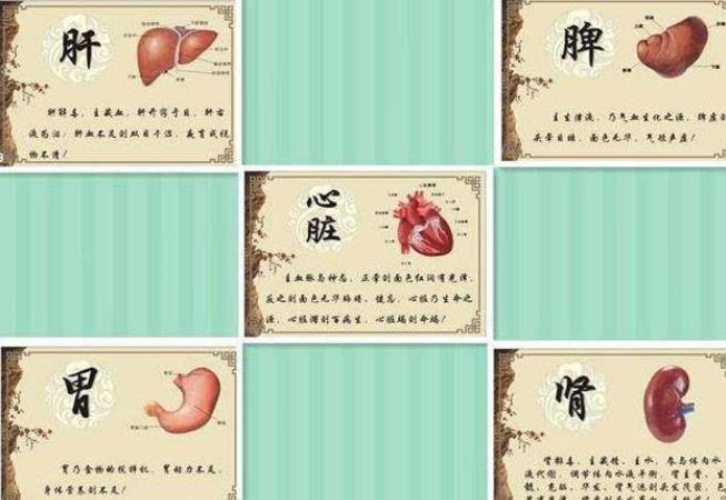 五脏排毒(五大主要排毒器官和系统)