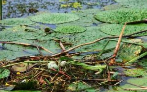 东平湖(山东省第二大淡水湖泊)