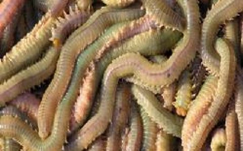 沙蚕(沙蚕科沙蚕属动物)