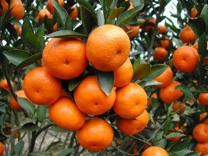 柑子(芸香科柑橘属植物)