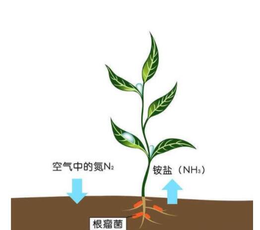 氮(化学元素)