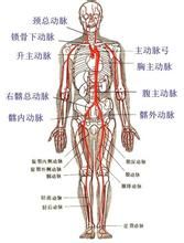 人体解剖学(研究正常人体形态和构造的科学)
