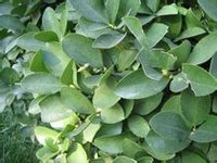 胶东卫矛(卫矛科卫矛属直立或蔓性半常绿灌木)
