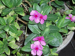 日日春(夹竹桃科长春花属植物)