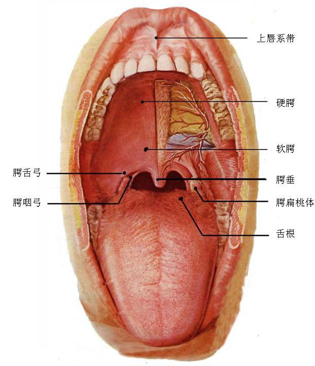 口腔(医学术语)