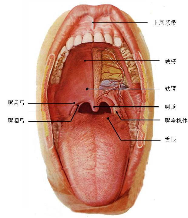 上颚在哪儿图解图片