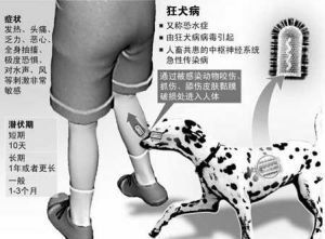 狂犬病潜伏期(损害中枢神经系统的急性传染病)