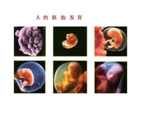 胚胎发育(生物学名词)