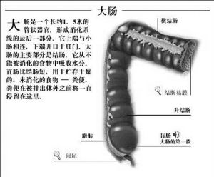 肠镜(检查大肠及结肠内部病变的一种诊断方式)