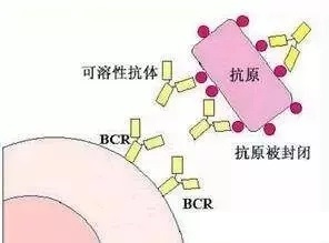 封闭抗体(在女性体内对胚胎起保护作用的一种抗体)