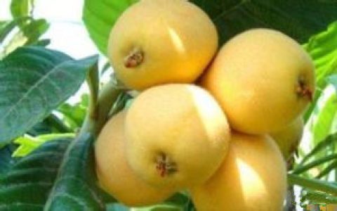 东山枇杷(中国十大枇杷品牌)