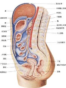 人体解剖图(对人体构造的剖析图)