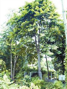 见血封喉(桑科见血封喉属植物)