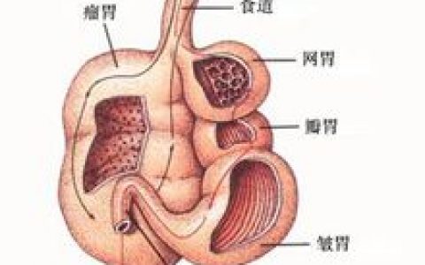 反刍动物(有反刍现象的动物)