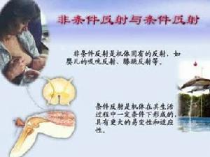 条件反射(暂时神经联系)