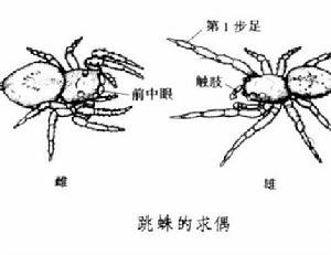 跳蛛(跳蛛科跳蛛属动物)