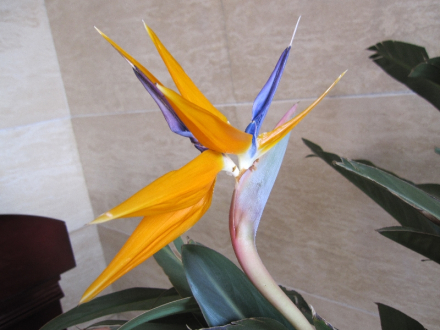 鹤望兰(芭蕉科鹤望兰属植物)