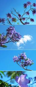蓝花楹(紫葳科、蓝花楹属落叶乔木)