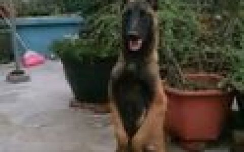 军犬(犬科动物)