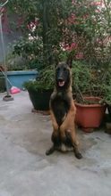 军犬(犬科动物)