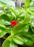 牡丹吊兰(日中花亚科日中花属)