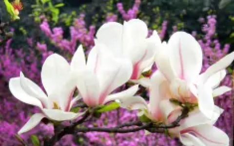 玉兰(落叶乔木兰科木兰属植物)