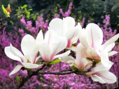 玉兰(落叶乔木兰科木兰属植物)