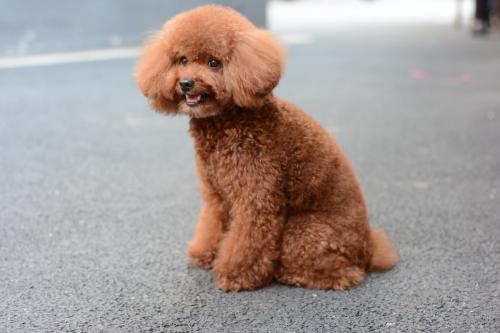 贵宾犬(犬科犬属动物)