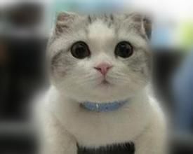宠物猫(由野生猫经过人类长期的饲养驯化而来的)