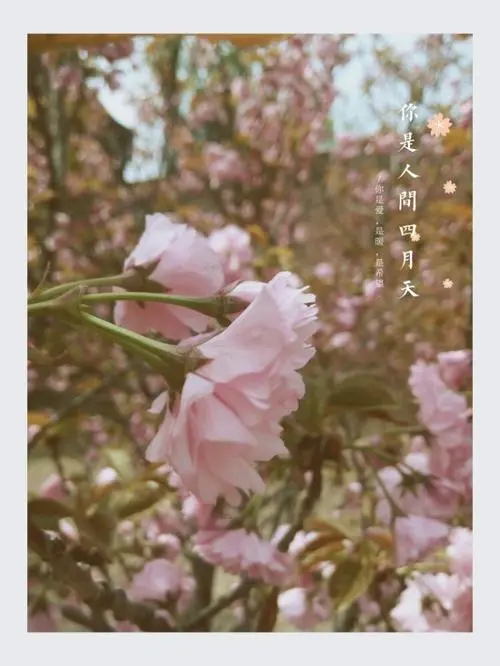 你是人间的四月天(林徽因创作的现代诗)