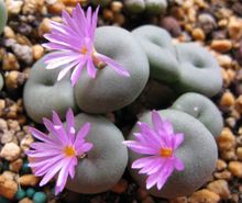 番杏科(双子叶植物纲中央种子目植物)