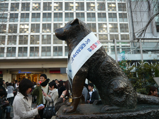 八公犬(日本秋田犬)
