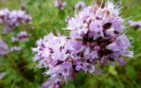 马郁兰(唇形花科牛至属植物)