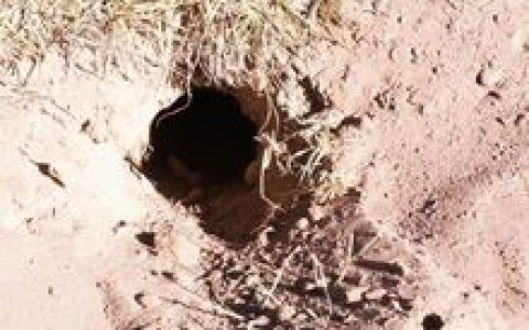 鼠兔(鼠兔科鼠兔属动物)