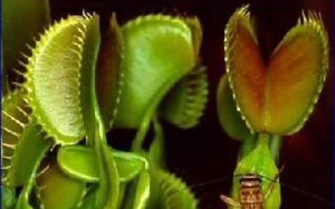 食肉植物(植物种类)