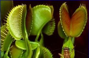 食肉植物(植物种类)