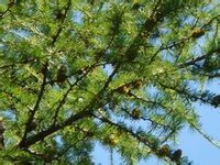 落叶松(松目松科植物)