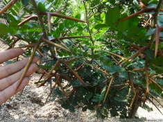 皂荚(豆科皂荚属植物)