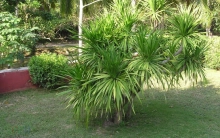 龙血树(龙舌兰科龙血树属植物)